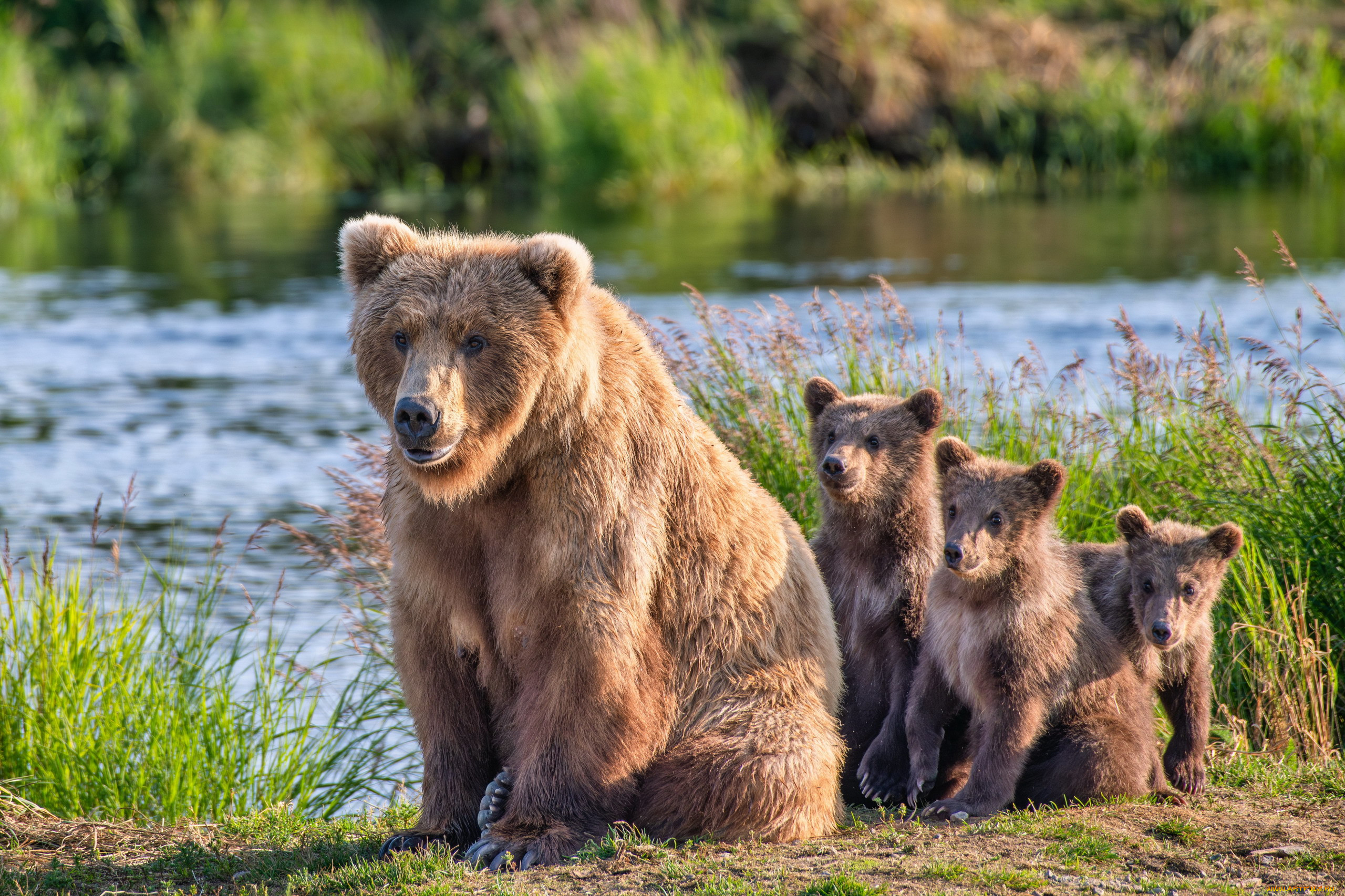 alaska brown bears, , , alaska, brown, bears